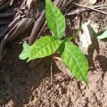 Cacao