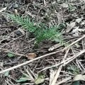 Grevillea