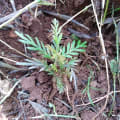 Grevillea