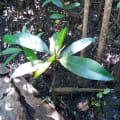Mangrove Rouge