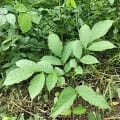 Antani