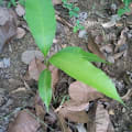 Manguier