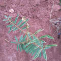 Tephrosia