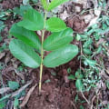Guava