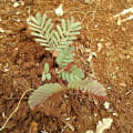Calliandra