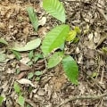 Cacao