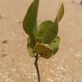 Mangrovia Gialla