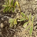 Growman
