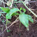 Passion Fruit