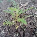 Grevillea