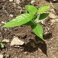 Cacao