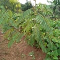 Tefrosia