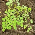 Moringa