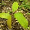 Cacao