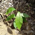 Cacao