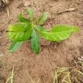 MaMango