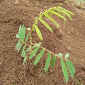 Tephrosia