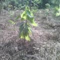 Cacao