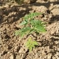 Neem