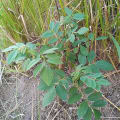 Gliricidia