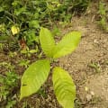 Cacao