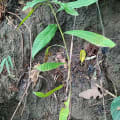 Anacardier