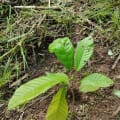 Cacaotier