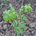 Neem