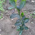 Marcla