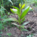 Acacia Mangium