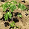Papaya