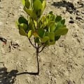 Mangrove Blanche