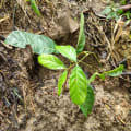 Caoba