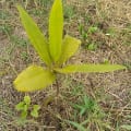 Red Mangrove