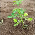 Moringa