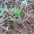 Grevillea