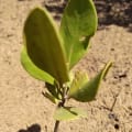 Yellow Mangrove