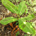 Banane