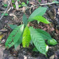 Cacao