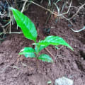 Markhamia