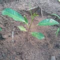 African Mahogany