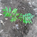 Spanish Cedar