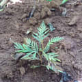Grevillea