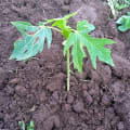 Papaya