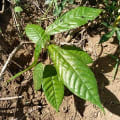 Cacao