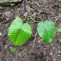 Dynamite Tree