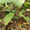 Cacao