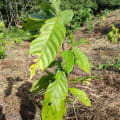 Cacao