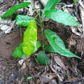 Cacao