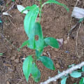Canela
